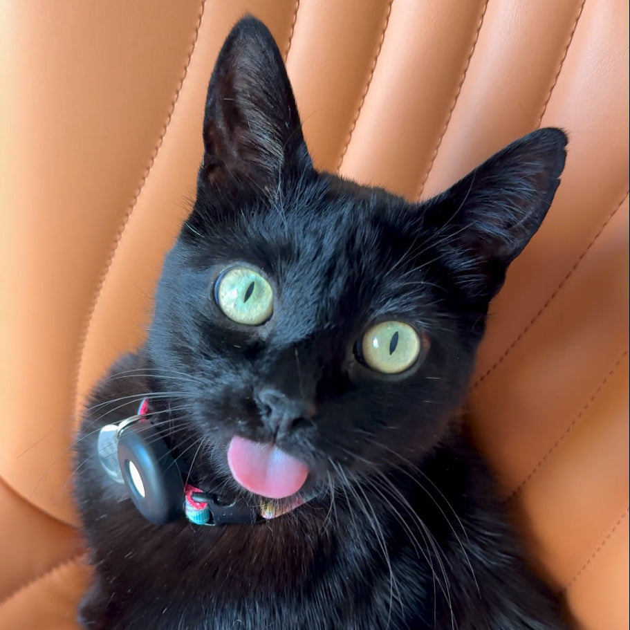 Napoleon sitting on my sewing chair