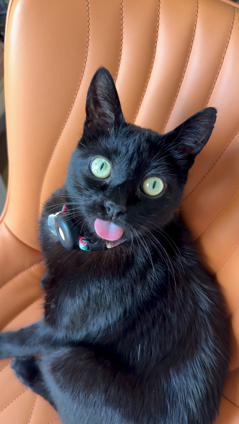 Napoleon sitting on my sewing chair